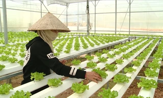 Đà Nẵng sản xuất rau củ quả công nghệ cao