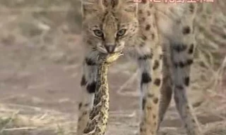 Rắn đuôi chuông khổng lồ chết thảm khi chạm mặt linh miêu