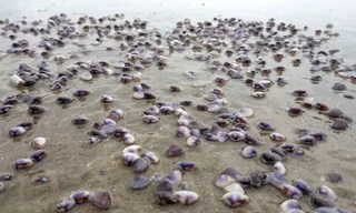 Ngao dạt vào biển Vũng Tàu dài hàng chục km