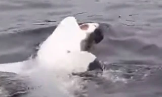 Khoảnh khắc cực hiếm và thú vị khi cá mập 'bơi ngửa'