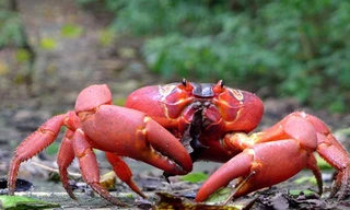 Đây là cách bầy kiến săn mồi hạ gục ăn thịt hết con cua 