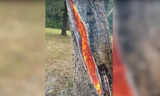 Kỳ lạ: Thân cây tách làm đôi và bốc cháy ngùn ngụt từ bên trong