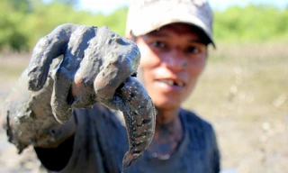 Lội bùn bắt cá bống