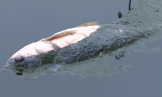 Ô nhiễm môi trường do tràn bể thải sinh học