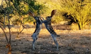 Choáng với trận “so găng sinh tử” giữa hai chú thỏ trên hoang mạc 