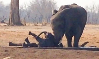 Đàn voi cứu con non trước mắt sư tử
