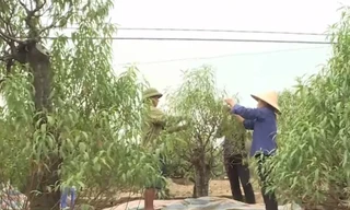 Làng đào Nhật Tân rục rịch chuẩn bị Tết 2020