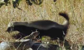 Lưng mật bạo gan tấn công dồn dập hạ gục trăn đá