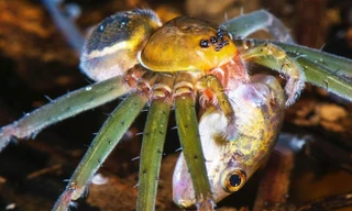 Lạnh gáy chứng kiến nhện khổng lồ săn cả chim, thằn lằn và chuột