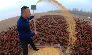 Anh nông dân gây sốt mạng xã hội khi cho gà tập bay, chạy bộ 10km mỗi ngày