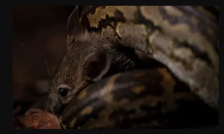 Chiến thuật săn mồi giúp trăn đá non đoạt mạng chuột