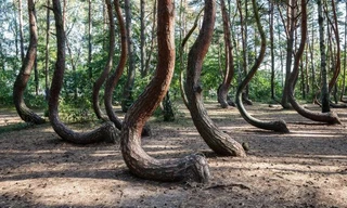 Đi tìm nguyên nhân rừng cây ở Ba Lan bị 'bẻ cong'