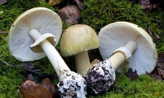 Nấm tử thần - loài thực vật đáng sợ gây chết người