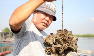 Nuôi hàu Thái Bình Dương thu gần 2 tỷ đồng mỗi năm