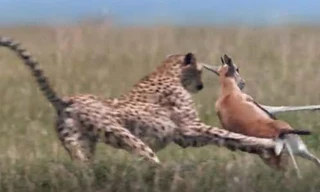 Linh dương nhận 'cái kết đắng' khi chạm mặt báo săn