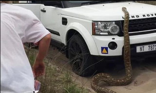 Trăn đá dài 5 m bò lên xe chở khách