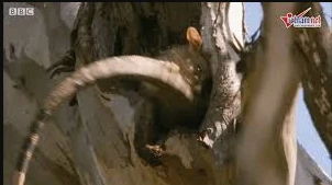 Chui vào ổ chồn kiếm ăn, rồng komodo bị cắn xé tơi bời