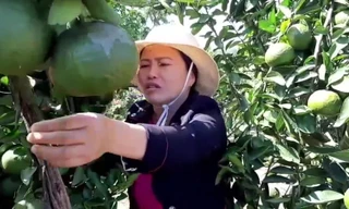 Cận cảnh vườn cam sành của người phụ nữ 'chân đất' trên Cao Nguyên