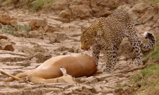 Báo hoa mai chờ thời hạ gục linh dương