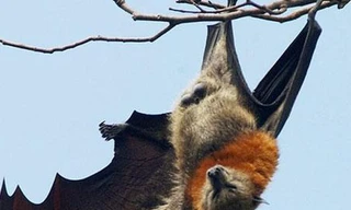 Hoang mang cảnh 100.000 con dơi xuất hiện