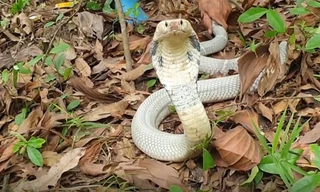 Rắn hổ mang bạch tạng quý hiếm trị giá hàng chục triệu bị bắt sống
