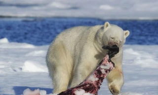 Cách săn mồi đơn độc của gấu Bắc Cực
