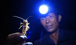 Dùng thuổng chặn bắt dế mèn