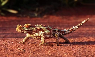 Hết hồn nhìn thằn lằn quỷ gai giống khủng long ở sa mạc Úc