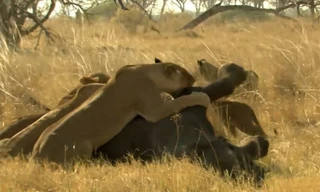 Sư tử xúm lại quật ngã voi nặng hai tấn