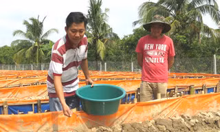 Giám đốc bỏ lương khủng về nuôi lươn, thu nhập hàng tỷ đồng mỗi năm