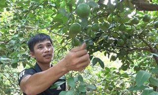 Kiếm tiền tỷ nhờ trồng chanh trên gốc bưởi