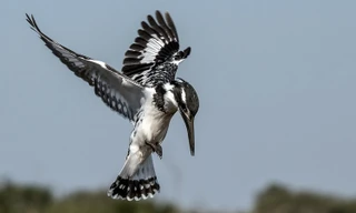 Kỹ năng săn mồi siêu đẳng của chim bói cá