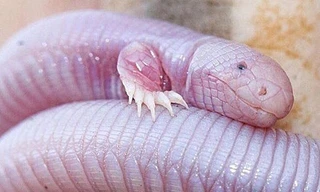 Sinh vật hình dạng như sâu với hai cánh tay kỳ dị