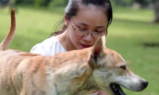 'Đột nhập' trang trại của những chú chó Phú Quốc đắt nhất Việt Nam