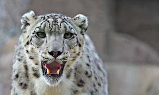 Cách săn mồi của báo tuyết trên dãy Himalaya