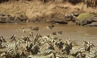 Đàn ngựa vằn chen nhau vượt qua 'cửa ải' cá sấu