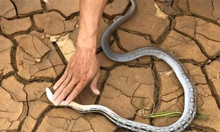 Rắn hổ lao bổ cắn người rồi nằm giả chết hòng thoát thân