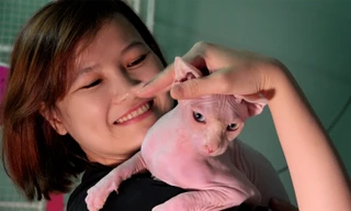 Mèo không lông giá 3.000 USD