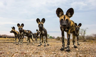 Bộ lông 'độc nhất vô nhị' của chó hoang châu Phi