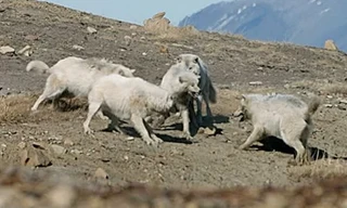 Bầy sói hợp sức ngăn đồng loại giết chết con non