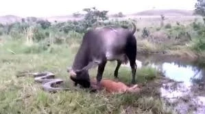 Bò mẹ 'nổi điên' tấn công trăn Anaconda để trả thù cho con