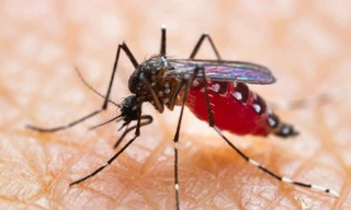 Làm sao để xóa sổ loài muỗi?