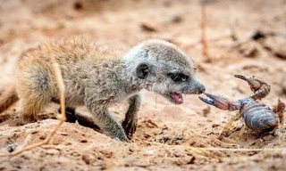 Chồn đất dạy con cách săn bọ cạp