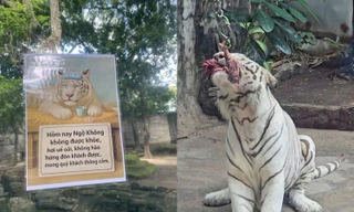 Thảo Cầm Viên tạm biệt chú hổ Ngộ Không - “người bạn” đặc biệt suốt 10 năm qua 