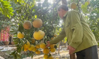 Bưởi Diễn từ cây nhiều năm tuổi đắt hàng dịp Tết