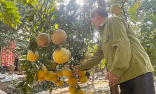 Bưởi Diễn từ cây nhiều năm tuổi đắt hàng dịp Tết