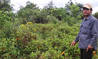 Họa trâu thả rông