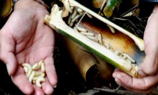 Món sùng tre - rùng mình khi thấy, ngây ngất khi ăn