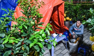 Hà Nội dưới 8 độ C, tiểu thương dựng lều, đốt lửa xuyên đêm trông đào quất trong giá lạnh