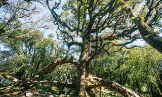 Tận thấy 'cây thần kỳ' ở ranh giới Yên Bái và Sơn La